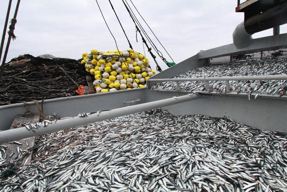 exportaciones pesqueras a diciembre 2016