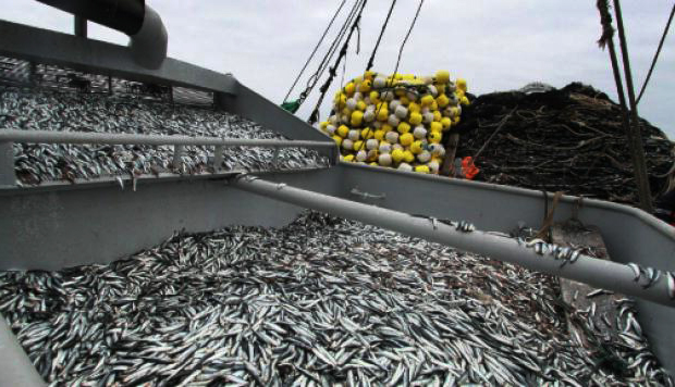 Biomasa de anchoveta suma 10.86 millones de toneladas, la más alta en 24 años