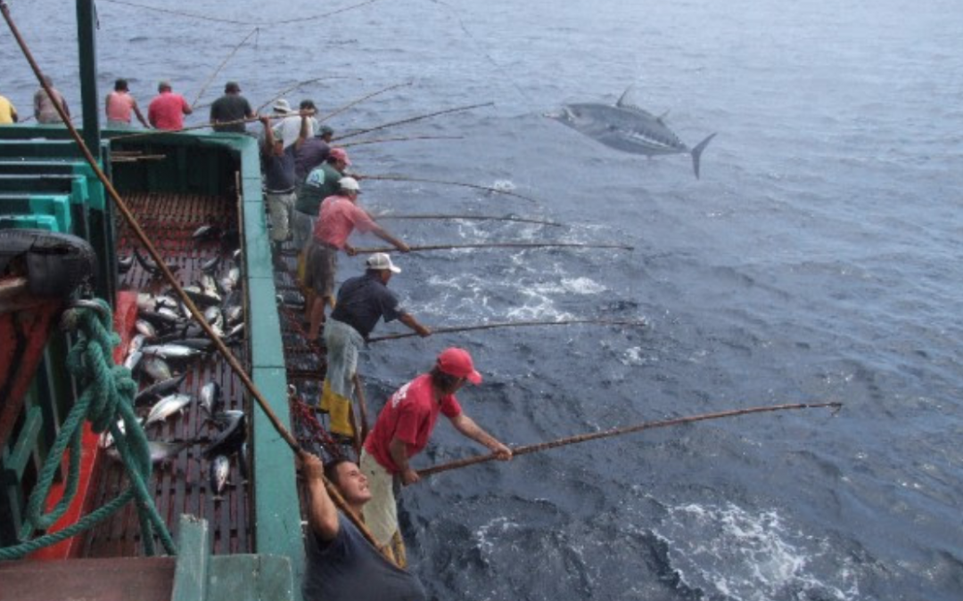 Pescadores de atún ecuatoriano primeros en América del Sur en unirse a la Fundación Internacional Pole & Line