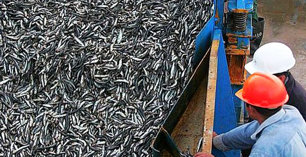 La Importancia de la Sostenibilidad en la Industria Pesquera-Acuícola los Programas de Mejoramiento Pesquero (Fips)