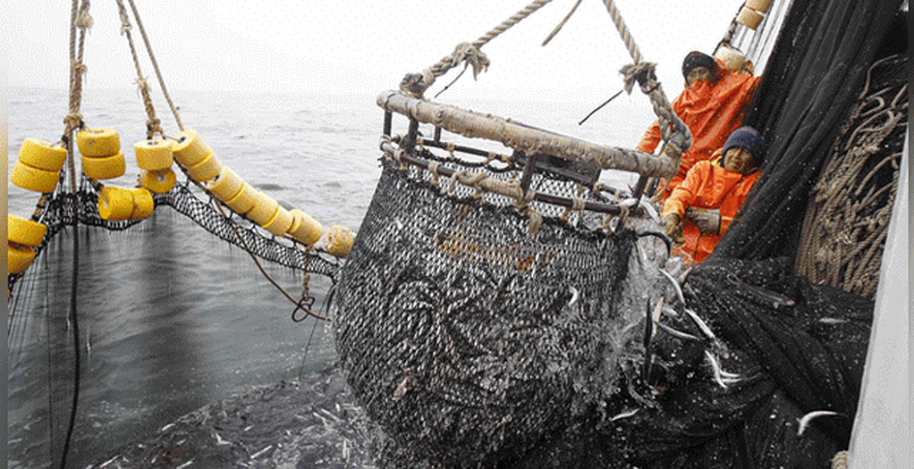 Cuota para la anchoveta es de 2,1 millones de toneladas