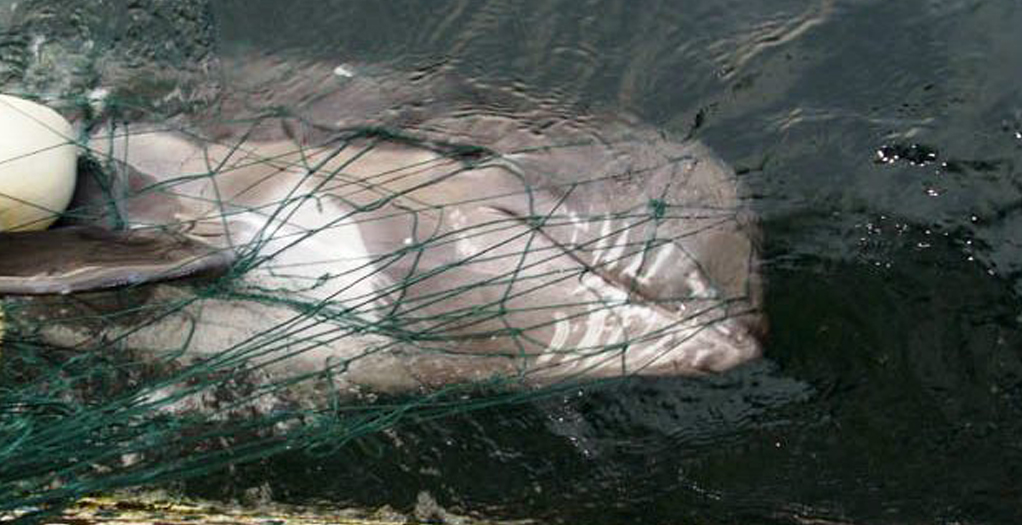 Veinte ONGs demandan a España por capturas incidentales de delfines