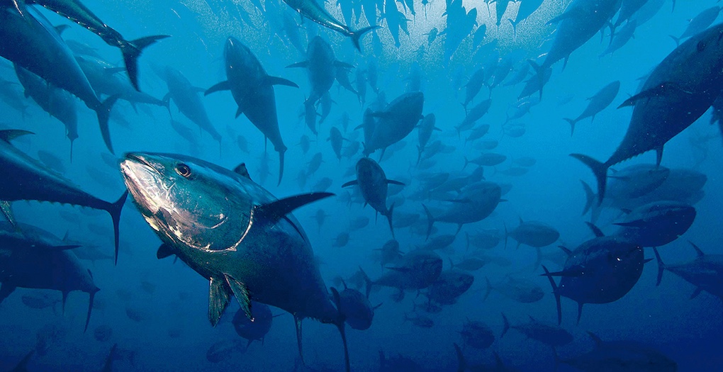 ¿Se necesitan nuevas regulaciones para el atún en el OPO?