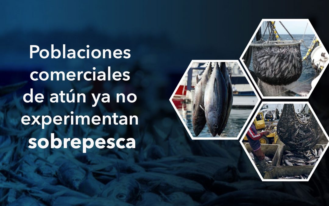 Ocho de las 13 principales poblaciones comerciales de atún ya no experimentan sobrepesca