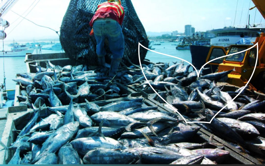 Marejada normativa para el atún ecuatoriano