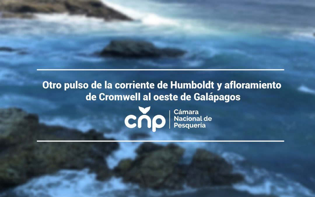Otro pulso de la corriente de Humboldt y afloramiento de Cromwell al oeste de Galápagos