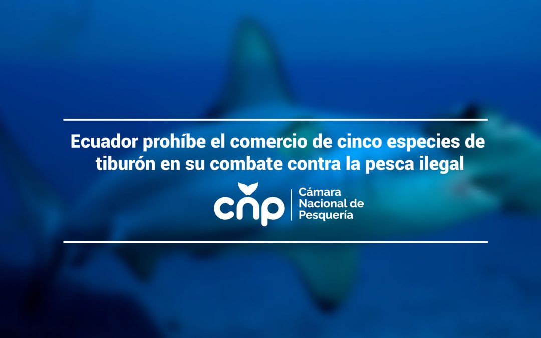 Ecuador prohíbe el comercio de cinco especies de tiburón en su combate contra la pesca ilegal