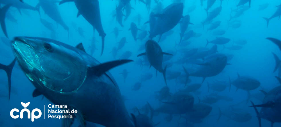Nuevas Regulaciones para el atún en el OPO