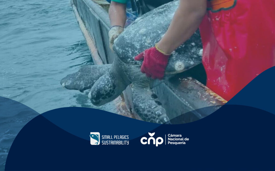 Pescadores de la flota de pelágicos pequeños de la CNP realizan la pesca responsable