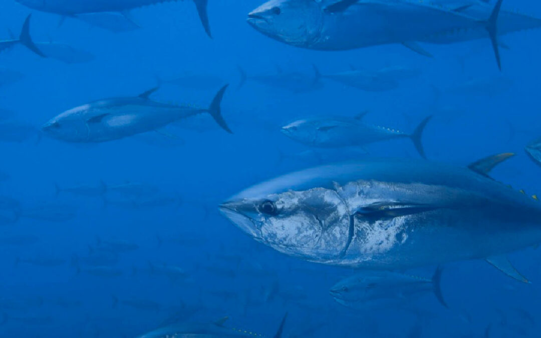 Mediante política Europea de contingentes creciente demanda de lomos de atún de UE absorbida por China