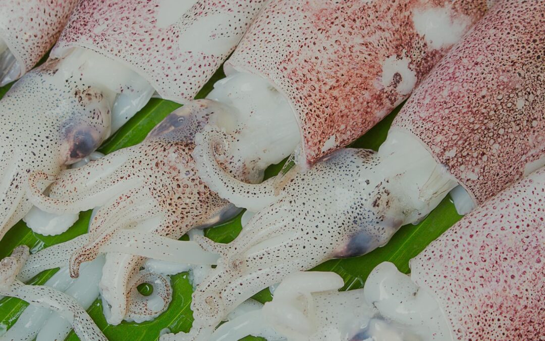 Cámara de Pesquería estudia factibilidad -Ecuador también explotará comercialmente el calamar
