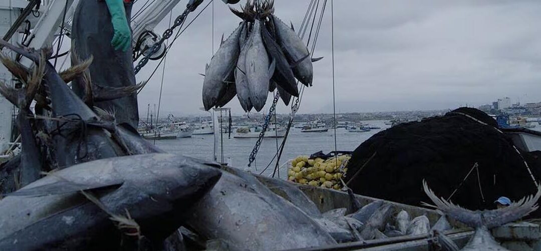 Mercado de lomos y conservas de atún de la Unión Europea (2023)