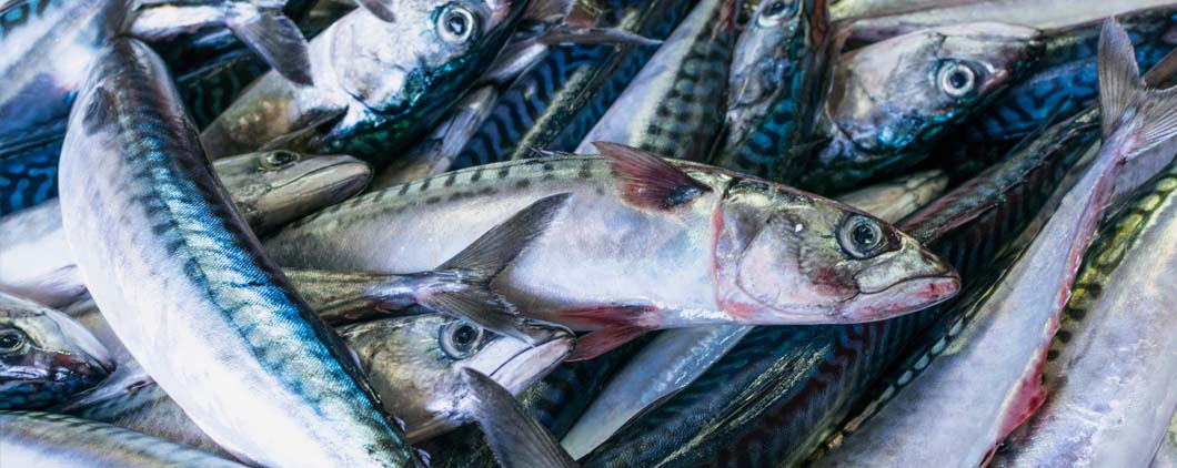 Estrategias de manejo innovadoras para la sostenibilidad de la Pesquería de Pelágicos Pequeños en el Ecuador