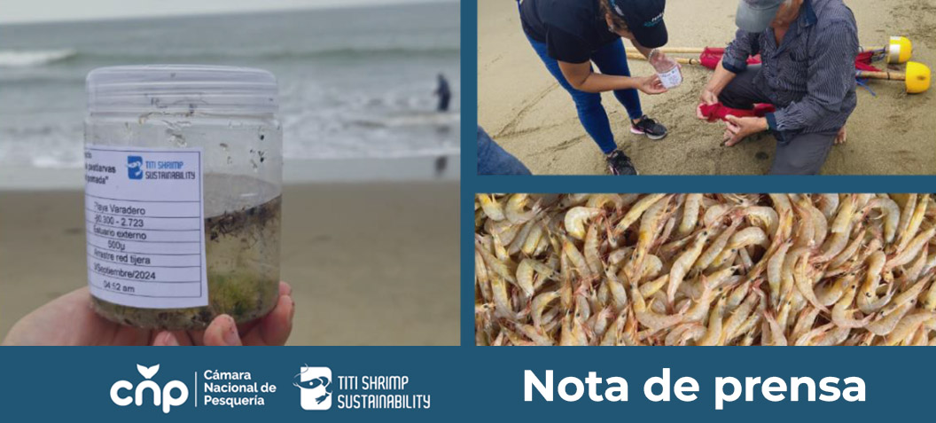 Proyecto de Mejora Pesquera inicia investigación para caracterizar el ciclo de vida del Camarón Pomada en el Golfo de Guayaquil