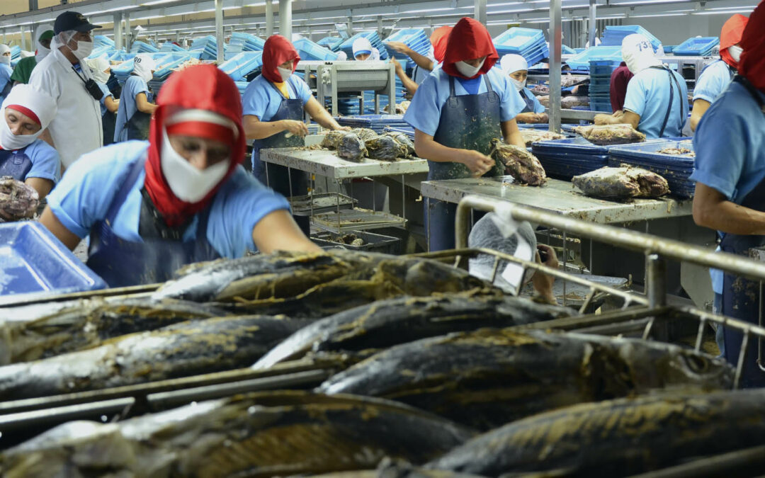 Pesca y agroindustria: encadenamientos productivos que sostienen la economía del Ecuador